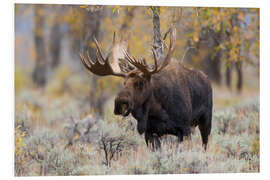 Foam board print Moose in the forest