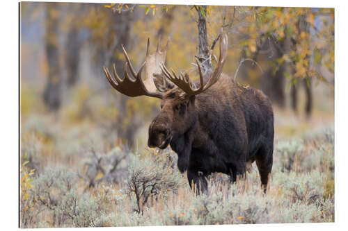 Gallery print Moose in the forest