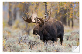 Naklejka na ścianę Moose in the forest