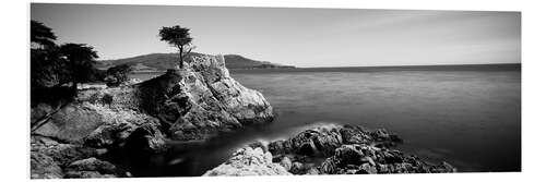 Foam board print Cypress tree on the coast