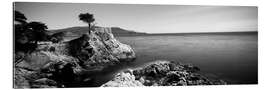 Gallery print Cypress tree on the coast