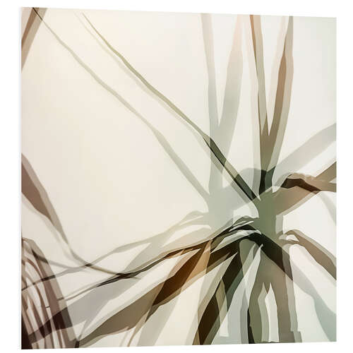 Quadro em PVC Dracaena