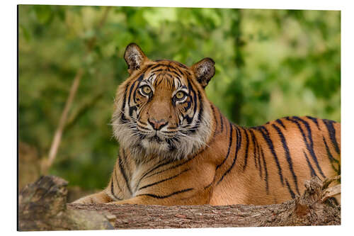 Aluminium print The grace of a Sumatran tiger