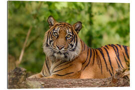 Gallery Print Die Anmut eines Sumatra Tigers