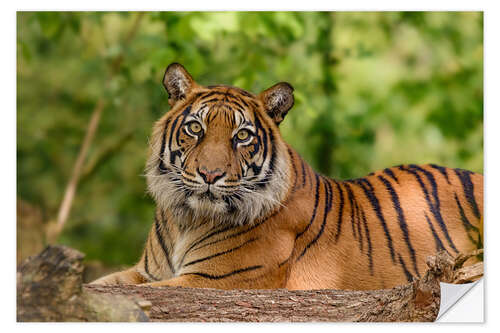 Selvklebende plakat The grace of a Sumatran tiger