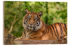 Wood print The grace of a Sumatran tiger