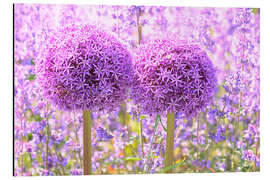 Alubild Lila Allium