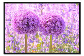 Gerahmter Kunstdruck Lila Allium