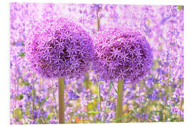 Foam board print Purple Allium