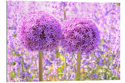 Gallery print Purple Allium