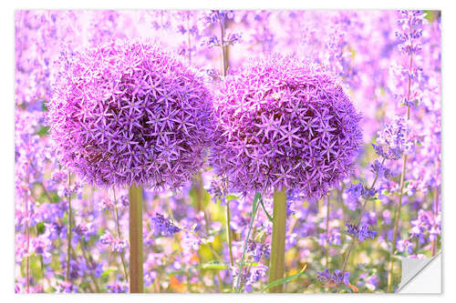 Selvklebende plakat Purple Allium