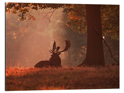 Aluminium print A Fallow deer stag rests in an autumn forest.