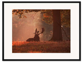 Gerahmter Kunstdruck Damhirsch liegt in einem herbstlichen Wald