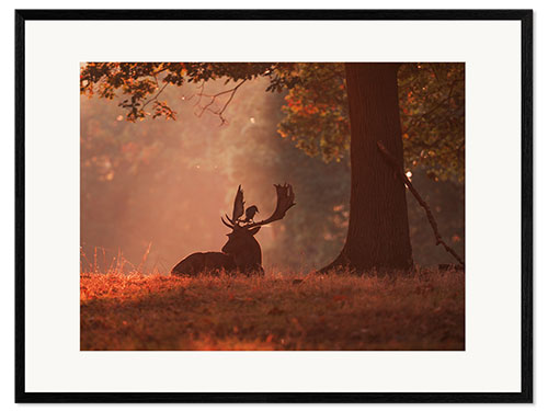 Kehystetty taidepainatus A Fallow deer stag rests in an autumn forest.