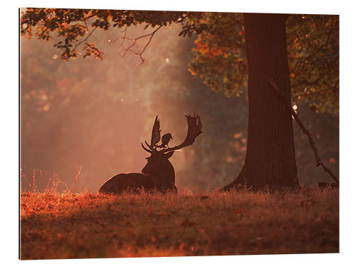 Gallery print A Fallow deer stag rests in an autumn forest.