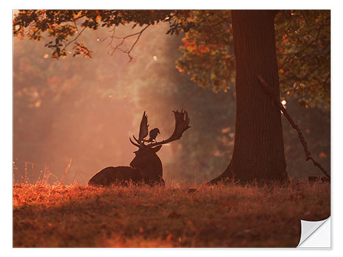 Adesivo murale Un cervo dei daini riposa in una foresta di autunno.