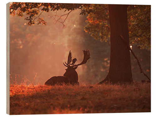 Puutaulu A Fallow deer stag rests in an autumn forest.