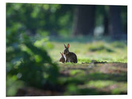 Foam board print Sprint Rabbits in a Forest