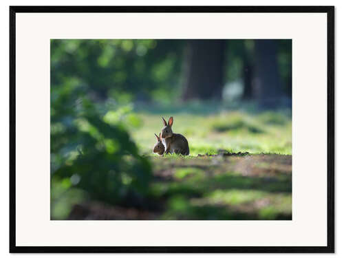 Framed art print Sprint Rabbits in a Forest