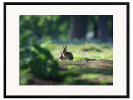 Framed art print Sprint Rabbits in a Forest