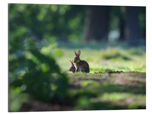 Galleritryk Sprint Rabbits in a Forest