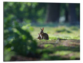 Magnettafel Kaninchen in einem Wald