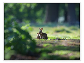 Wandbild  Kaninchen in einem Wald - Alex Saberi