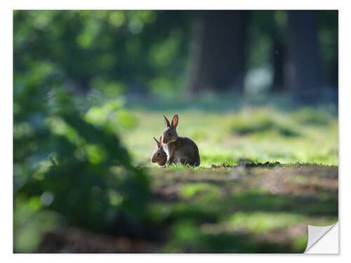 Naklejka na ścianę Sprint Rabbits in a Forest