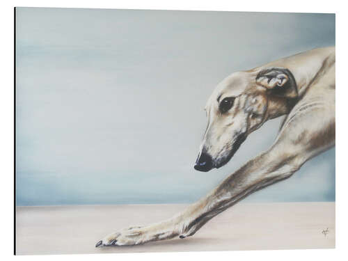 Aluminium print Whippet