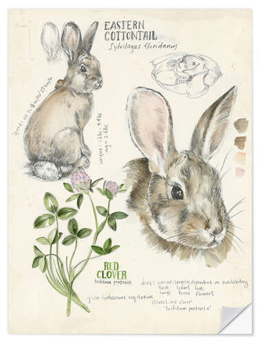 Självhäftande poster Bunny and clover