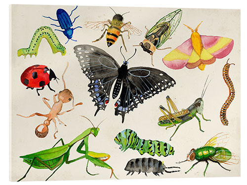 Acrylglas print The world of insects