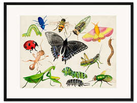 Gerahmter Kunstdruck Die Welt der Insekten