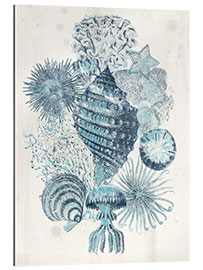 Gallery print Vintage seashells I