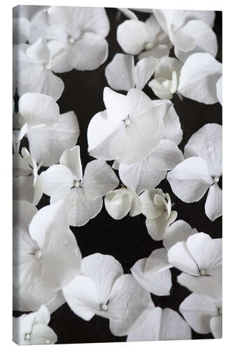 Canvas print White beauty on black