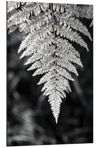 Aluminium print Near and fern