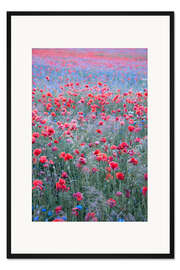 Gerahmter Kunstdruck Mohn Himmel