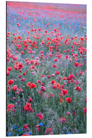 Magnettafel Mohn Himmel