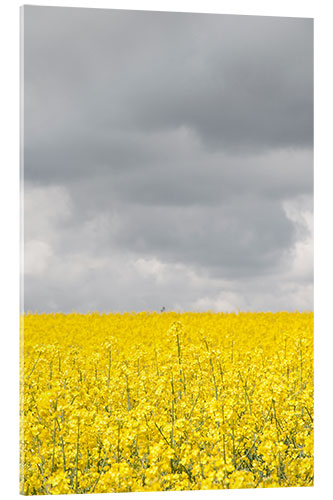 Acrylic print Yellow rape field under gray clouds