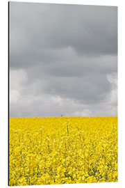 Aluminium print Yellow rape field under gray clouds