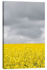 Canvas print Yellow rape field under gray clouds