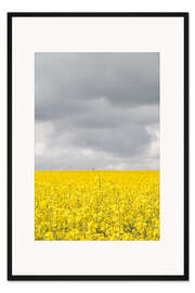 Gerahmter Kunstdruck Gelbes Rapsfeld unter grauen Wolken