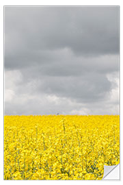 Wall sticker Yellow rape field under gray clouds