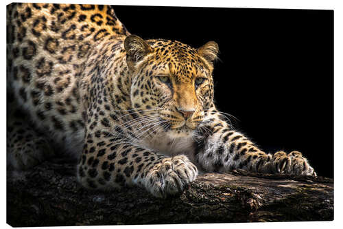 Canvas print Leopard in wait