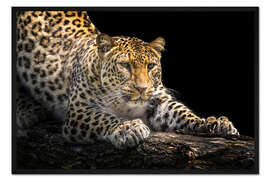 Gerahmter Kunstdruck Leopard auf der Lauer