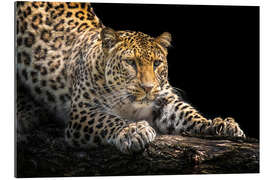 Gallery print Leopard in wait