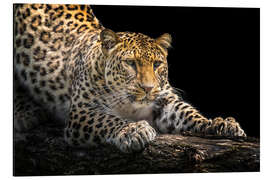 Magnettafel Leopard auf der Lauer