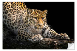 Wall sticker Leopard in wait