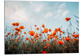 Gallery print Poppy field in front of blue sky