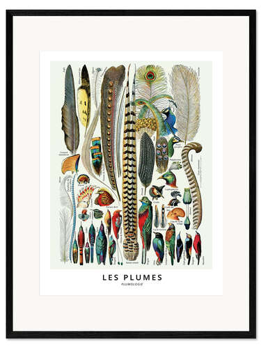 Innrammet kunsttrykk Feathers (french)