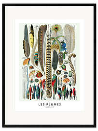 Plakat artystyczny premium w ramie Feathers (french)